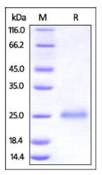 Human CD99, His Tag on SDS-PAGE under reducing (R) condition. The gel was stained overnight with Coomassie Blue. The purity of the protein is greater than 95%.